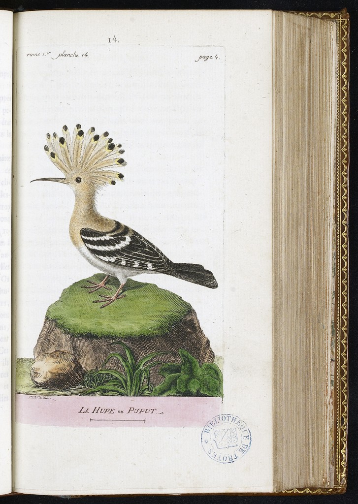 Histoire des oiseaux, peints dans tous leurs aspects apparens et sensibles, ornée de planches coloriées, par F.-N. Martinet, 1790, Médiathèque du Grand Troyes, photo P. Jacquinot, cote S 11 3028 14