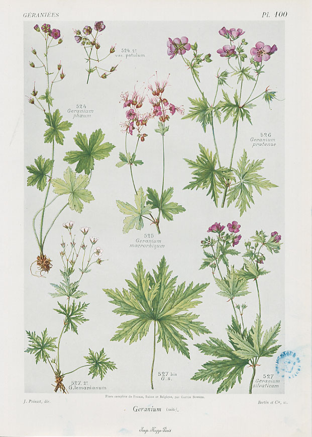 Flore complète, illustrée en couleurs, de France, Suisse et Belgique, par Gaston Bonnier. 1912-1935, Médiathèque du Grand Troyes, photo P. Jacquinot. Cote 1090, pl. 100
